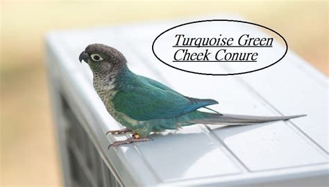 Turquoise Green Cheek Conure Complete Information | Petshoods