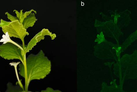 Scientists Create Glow-in-the-Dark Plants Using Bioluminescent Mushrooms - The Flighter