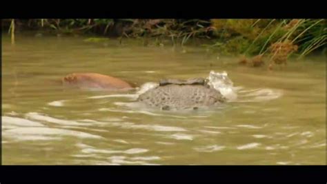 The Reptiles (2003 TV documentary series) : PBS Nature/Public ...