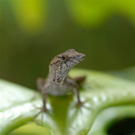 Brown Anole - Facts, Diet, Habitat & Pictures on Animalia.bio