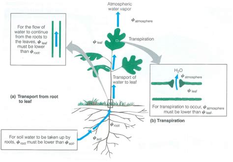 Transpiration in Plants: Its Importance and Applications - CID Bio-Science