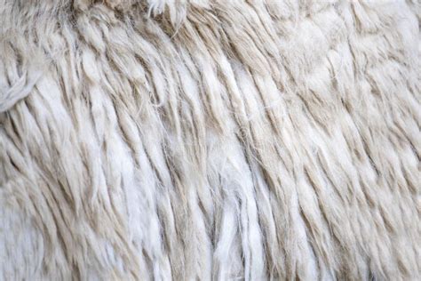 Llama Fur Texture Close Up. Woolen White Llama, Side View. Stock Photo ...