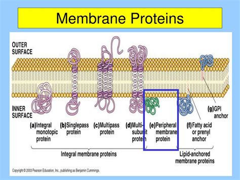 Chapter Membrane Structure And Function Power Point | My XXX Hot Girl