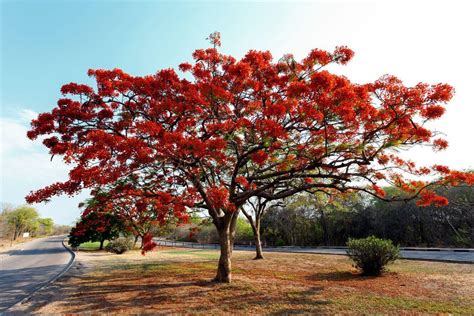 Buy Delonix Regia Seeds Online - Premium Quality and Fast Shipping