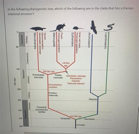 Solved In the following phylogenetic tree, which of the | Chegg.com