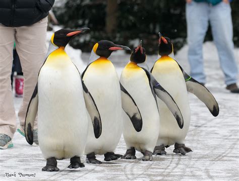 Save During Penguin Days at the Cincinnati Zoo - Cincinnati Zoo ...