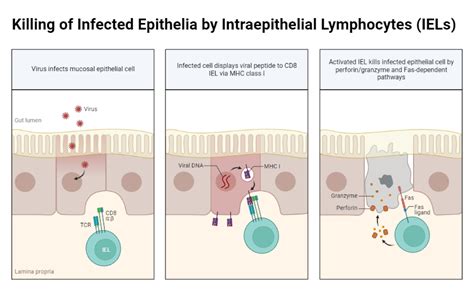 Killing of Infected Epithelia by Intraepithelial Lymphocytes (IEL) | BioRender Science Templates