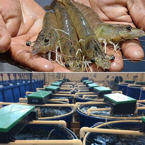 Shrimp RAS Farming in India - A Full Guide | Agri Farming