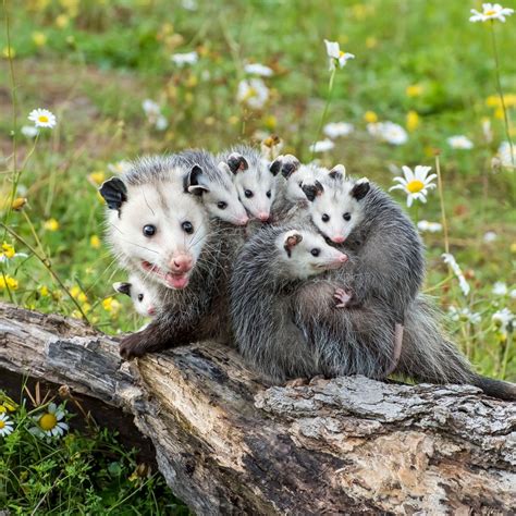 The Spiritual Meaning of Seeing a Possum Cross Your Path - Awakening State