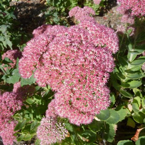 Sedum ‘Autumn Joy’ | Plants Direct – Victoria, BC