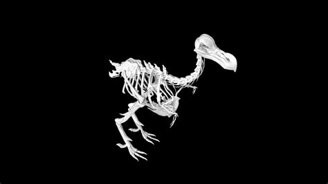 Dodo bird skeleton 3d model Low Poly AR 3D Model - Team 3d Yard