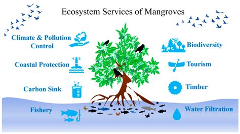 Mangrove Forest Ecosystem