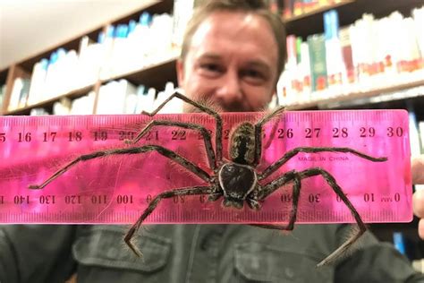 Australian zookeepers believe a hulking Huntsman spider handed in at a ...