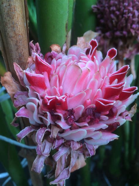 Ginger flower. photo by Mace Studio | Ginger flower, Landscape photography, Flowers