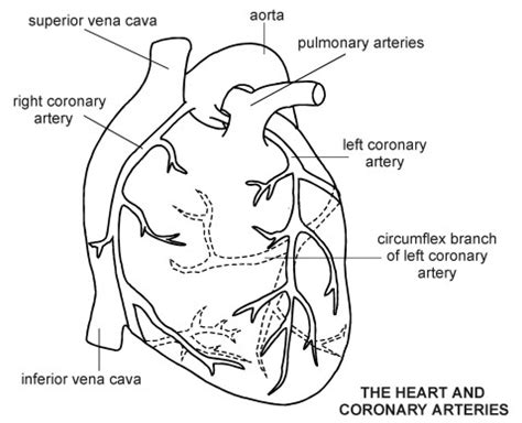 arteries of heart with diagram - Clip Art Library