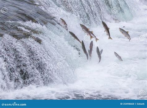 Salmon Jumping Up The Falls Royalty Free Stock Photos - Image: 35498668