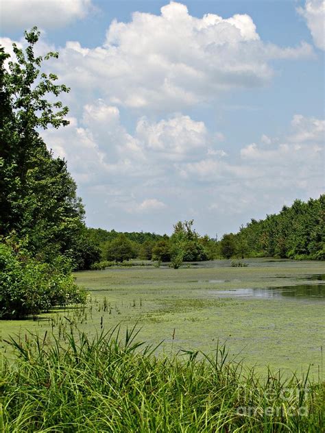 Barkhausen - Cache River Wetlands Center - Cache River State Natural Area - Illinois Photograph ...