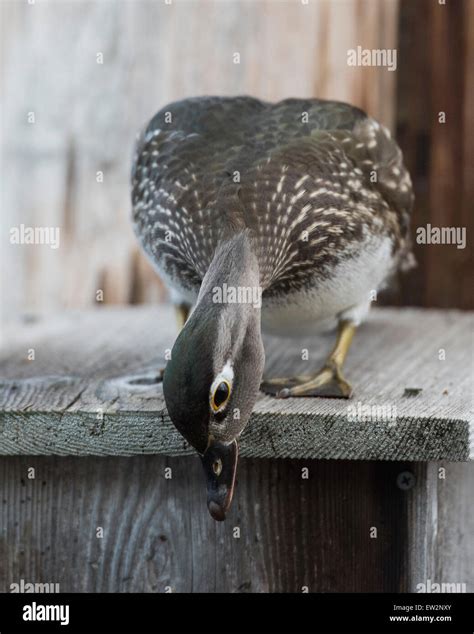 Nesting Hen Wood Duck Stock Photo - Alamy