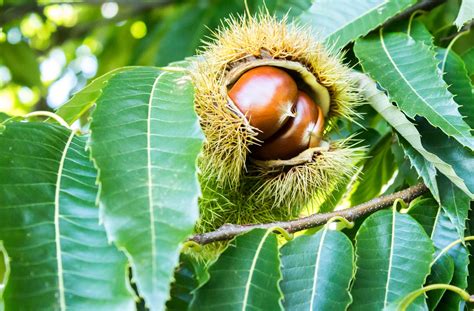 Chinese Chestnut Tree For Sale | Great Tree for Wildlife