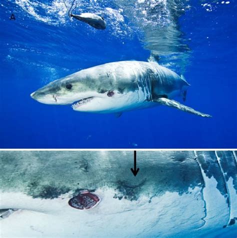 Cookiecutter Shark Takes Bite Out of Great White | Live Science