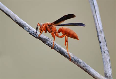 Red Paper Wasp Close Up Photograph by Gaby Ethington - Pixels