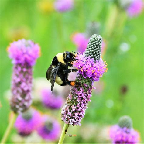 Prairie Clover | Flower Seeds in Packets & Bulk | Eden Brothers