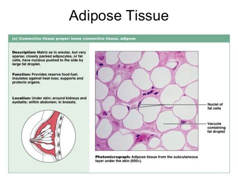 adipose tissue | Adipose tissue, Loose connective tissue, Cells and tissues