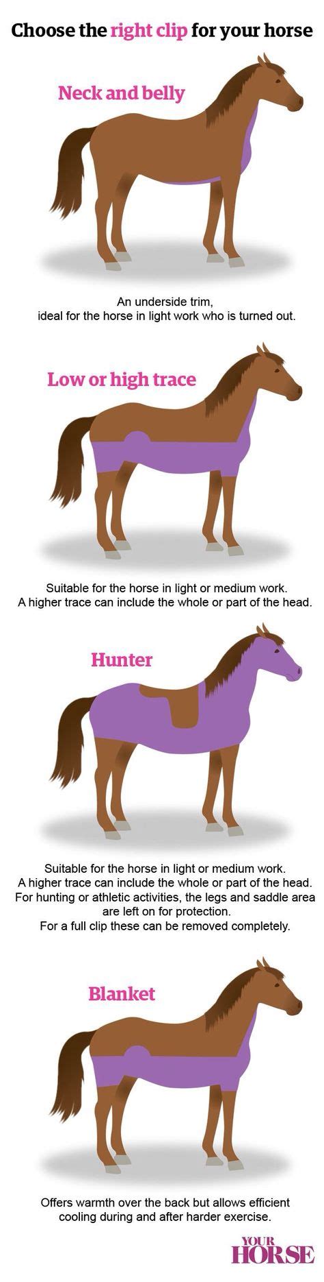 33 Horse show and grooming tips ideas | horse tips, horse care, show horses