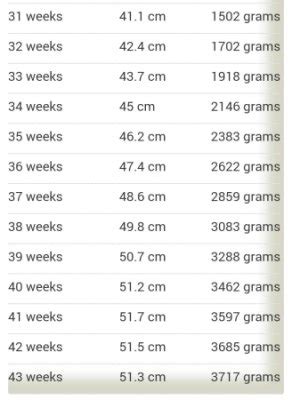 Average Baby Weight At 31 Weeks Pregnant In Kg - Baby Viewer