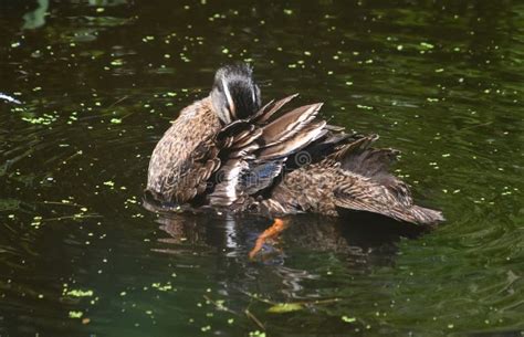 Brown Duck with a Black Tipped Feathers on His Tail Stock Photo - Image of dripping, lake: 140281820