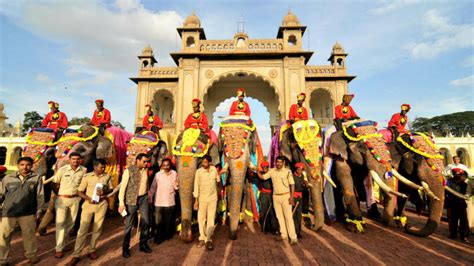 Dasara jumbos all set for a grand spectacle - Star of Mysore