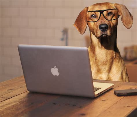 Dog Using Laptop Computer Free Stock Photo - Public Domain Pictures
