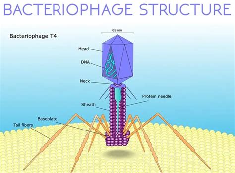 T4 Bacteriophage | History, Structure, Life Cycle (2024)