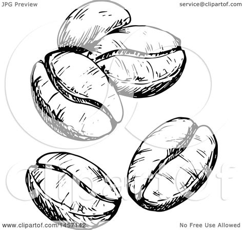 Clipart of Black and White Sketched Coffee Beans - Royalty Free Vector ...