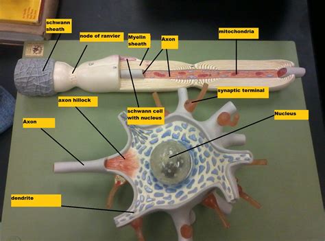 anatomy respiratory system model labeled