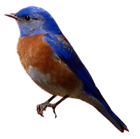 Western bluebird George Sanderson Eastern bluebird Sparrow - Western ...