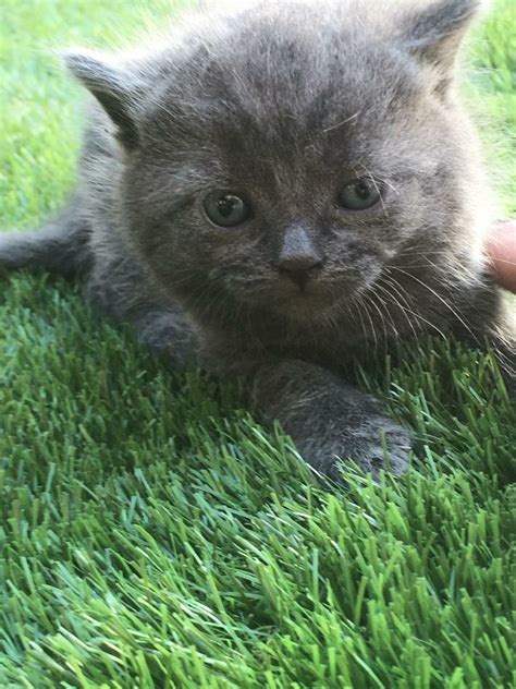 Maine coon x Russian Blue kittens | in Histon, Cambridgeshire | Gumtree