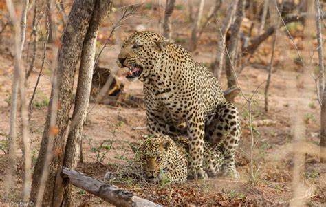 Big 5 Sightings 24 to 30 October 2016 - Big 5 Blog