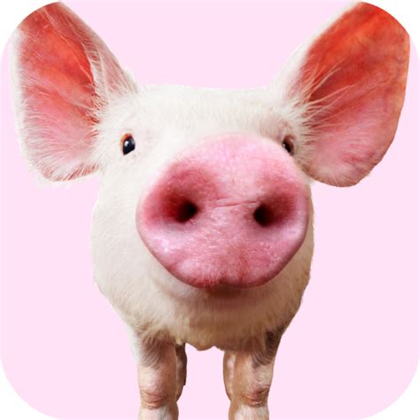 Pig Sounds - Apps on Google Play