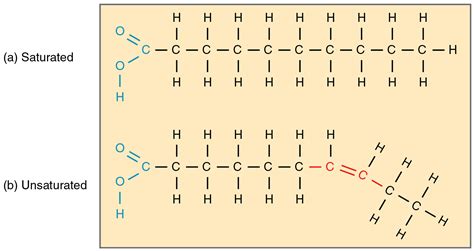 Saturated Fatty Acid Molecule