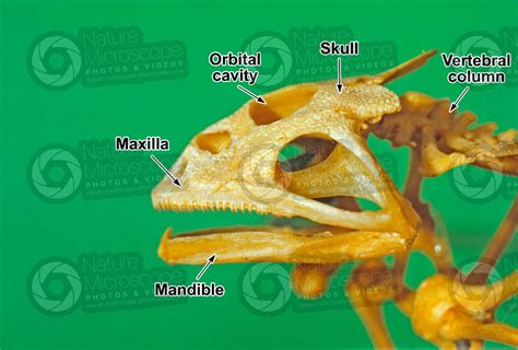 Rana sp. Frog. Skull. Lateral view - Rana sp. (Frog) - Amphibians ...