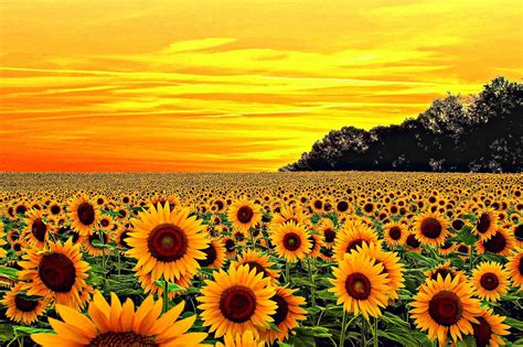 Yellow Sunflower Aesthetic Wallpapers - Top Free Yellow Sunflower Aesthetic Backgrounds ...