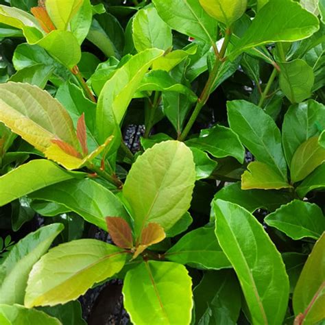 Viburnum Emerald Lustre - Plants