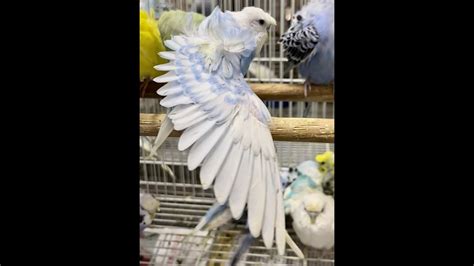 Beautiful Hagoromo budgie stretching its wing (Repeating video) - YouTube