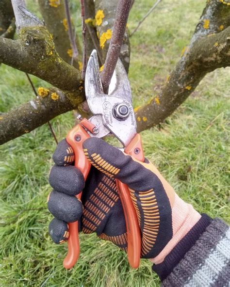 Pruning Shears: Choosing the Right Pruning Shears for Your Garden - Matchness.com