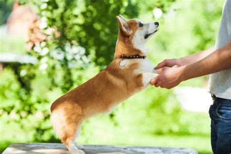 Are corgis easy to train? - Corgi Central