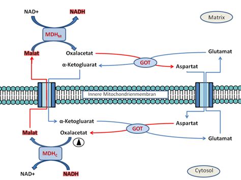 Malat-Aspartat-Shuttle - DocCheck