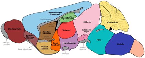 15+ Anatomy Brain Mouse PNG