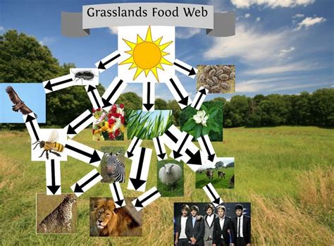 grasslands food chain! | Animal habitats, Grassland, Food web