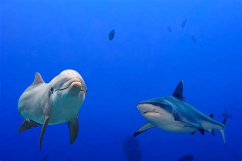 The Great Ocean Debate: Dolphins vs Sharks